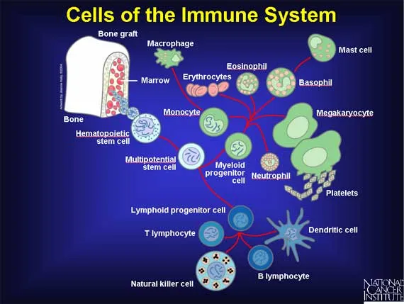 Teamarbeit im Körper: Wie Azithromycin und das Immunsystem gemeinsam für die Genesung sorgen